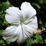 PLATONE Hibiscus Plant_jaba plant bufg pai(x403