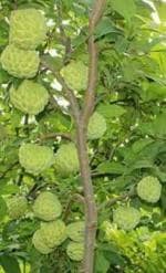 Oxygreenplant Sugar Apple,Custard apple, Annona squamosa,Sharifa,Sitapalam,Sitaphal Healthy Live fruit Plant
