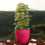 Yours Plants Aralia Miniature (white) Indoor Plants for Home Office Decor