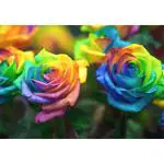 Cloud Farm Rainbow colour rose flower plant (1 Healthy plant)Pack Of 1,CF_R14