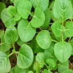 Greenery Nursery Mexican Mint Plant (Hybrid, Pack of 1)