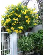 Tecoma Stans Yellow Flower Tree Seeds