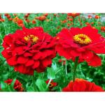 Afflorance Red Zinnia Flower Seeds