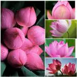 Tamransh At Enterprises Light Pink Lotus Seed, 10 Seeds
