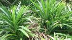 Plantzoin Ramba Pandan Pandanus amaryllifolius Annapurna Live Plant