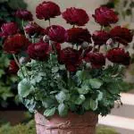 PARYAVARAAN Ranunculus Bulbs Purple Colour For ALL Season Garden pack of 5