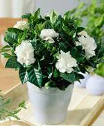 Dream mall Fresh Motiya, Jasmin, Mogra Sambac Live Flower Jasmine Plant