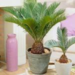 Oxygreenplant Sago palm,King sago palm,Sago Cycad,Bettada madanamasti,Bettada goddeechal,Cycas revoluta Healthy Live Plant Actual Plant Height,5 ft to 1.5ft