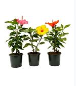 Dream mall Hibiscus Plant