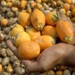 Platone Betel Nut/Supari Plant (KH-396)