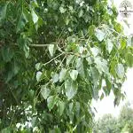 Kapebonavista Peepal, holy fig tree, peepul, sacred fig tree ahot pippol asbattha asvattha piplo aswattha pipal aralimara pippalam Ficus religiosa Living Plant in Poly Bag