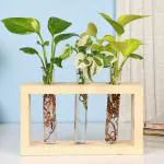 FlowerAura Decorative Set of 3 (Money, White Pothos & Golden Money Plant) Air Purifying Live Indoor Plants In Glass Test Tube Vase Pot For Living Room, Bedroom, Office/Home Decoration And Gifts For Friends, Colleagues & Neighbours