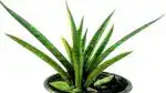 Corofitam Snake Plant Sansevieria Parva (Kenya Hyacinth) Live Plant - 1 Bushy Plant