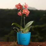 YoursPlants Phalaenopsis Orchids in Decorative Designer Pot - Stunning Indoor Plants