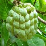 GREEN LINE Rare Sugar-Apple Sitafal fruit Plant (Annona squamosa) Rare Variety 1 Seedling Plant