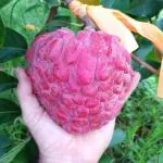 GREEN LINE Thai Red Sugar Apple Sitafal Live Fruit Plant - Rare Red Custard Apple Grafted Live Plants & Tree(1-1.5 Ft Size) Hybrid healthy Plant and Tree