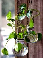 Round Glass Vase | For Money Plant | Lucky Bamboo Plant | with Jute Rope Hanging | Elegant Ball Shaped Vase | Flower Pot | Set of 2 Clear 12X10 Cm Clear