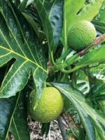 Cloud Farm Hybrid and Artocarpus Altilis Breadfruit Plant - 200 mm CF40
