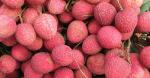 Platone Litchi PlantLichu Plant_GO54665715