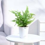 UGAOO Boston Compacta Natural Live Indoor Plant with Pot