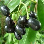 Krishta Nursery Grafted Black Jamun Jam Sweet Fruit Grafted Dwarf Live Plant