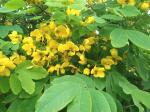 Plantzoin Golden shower tree Amaltas Cassia fistula Sunaari Live Plant