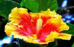 Cloud Farm Hybrid Hibiscus Plant - 200 mm CF371
