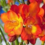 PARYAVARAAN Seeds Freesia Flower Bulbs For Home Gardening (Orange)