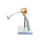 GVSSCO Shoulder Joint Model Flexible PVC Plastic | Anatomical Model