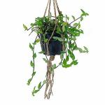 PLANTORI Live Hanging Climber/Creeper Plant In Plastic Pot With Hanging Rope for Balcony, Living Room Decoration