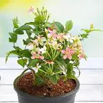 Bhajanlal Greenery Madhu Malti Live Matural Flowering Plant