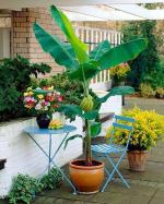 Baishnab Banana PlantKola PlantE-GRDN_171