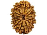 Feel Touch Mart 14 Mukhi Rudraksha Nepal Beads Rudraksha Pendant With Thread Brown Fourteen Faced Rudraksha Blessed By Lord Hanumanji Nepali For Men & Women