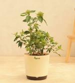 UGAOO Kagada Live Plant With Self Watering Pot