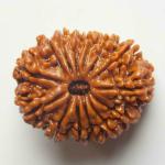 Shivoham Brown Wooden 14 Mukhi Rudraksha