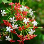 ONLINE PLANT BAZAR MADHU MALATI FLOWER PLANT(PACK OF-1)