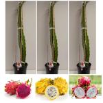 Cloud Farm Dragon fruit plants combo, combo Healthy plant for dragon fruit (pack of 3),CF_N107