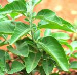 Plantzoin Indian ginseng Asgandh Withania somnifera Aswagandha Live Plant