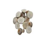 Akshayshree Sales Too Small Size Gomti Chakra/Pure Natural Shell Gomatichakra for Vastu and Laxmi Pooja on Diwali (Pack of 1-51 pcs)