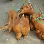 Vi Vethan Akasa garudan kilangu (SALAMPANJA) 1 piece,150-300 g (Pack of 1)