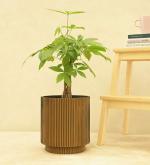 UGAOO Planter Vase Cylinder Groove Black Gold