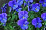 PARYAVARAAN Seeds - Pansy Blue Flower Seeds Hybrid - Pansy Blue Seeds Hybrid - Pansy Blue Flower Plant Live - Pansy Blue Flower Seeds Hybrid Double - Pansy Blue Live Plant pack of 50 Seeds
