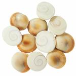 PUSPANJALI HERBALS Natural Gomti Chakra (Good Shape and No Damage) - - 21 Hand Picked Pieces