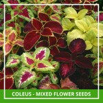 Farmgokart 100 Seed Pack Of COLEUS - MIXED Flower Seeds