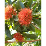 Ashokavanam First Love Red (Xanthostemon chrysanthus) Flower Plant