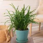 Baishnab Fern PlantFarn PlantLemon Button Fern, Nephrolepis Cordifolia Duffii - Plant