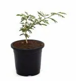 India Gardening Shami Tree Prosopis Cineraria Live Plant