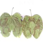 Vinarghya Lord Hanuman Patta Leaf 5pcs