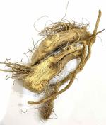 Nutrixia Kateri Jad Root-Root -Kantakari-Katehri-(Ringni Mool)-katli -katai 100 Gms