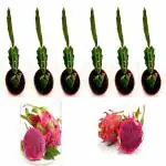 Cloud Farm Hybrid Dragon Fruit Cuttings with Plenty of Roots from Fruit Bearing Trees- Pink Skin With Pink Flesh [Pack of 6]